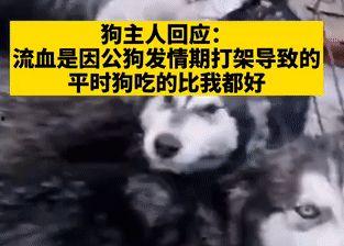 爆料狗狗打架视频播放大全,火爆打架视频大盘点  第3张 爆料狗狗打架视频播放大全,火爆打架视频大盘点  第3张