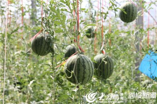 汾阳吃瓜最新事件爆料视频,最新爆料视频揭秘惊人内幕  第2张 汾阳吃瓜最新事件爆料视频,最新爆料视频揭秘惊人内幕  第2张