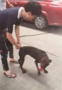 爆料狗狗打架视频大全集,盘点全网热门打架视频合集  第3张 爆料狗狗打架视频大全集,盘点全网热门打架视频合集  第3张