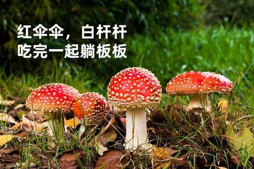 蘑菇网红吃瓜无码在线,揭秘网络红人的争议瞬间  第2张 蘑菇网红吃瓜无码在线,揭秘网络红人的争议瞬间  第2张