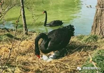 黑天鹅最新爆料视频播放  第2张 黑天鹅最新爆料视频播放  第2张