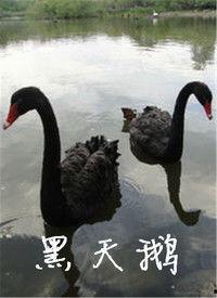 黑天鹅最新爆料视频播放  第3张 黑天鹅最新爆料视频播放  第3张