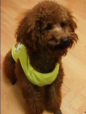 爆料泰迪是谁说的话啊视频,揭秘“爆料泰迪是谁”视频背后的真相与争议  第2张 爆料泰迪是谁说的话啊视频,揭秘“爆料泰迪是谁”视频背后的真相与争议  第2张