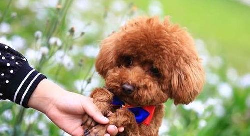 爆料泰迪是谁说的话啊视频,揭秘“爆料泰迪是谁”视频背后的真相与争议  第3张 爆料泰迪是谁说的话啊视频,揭秘“爆料泰迪是谁”视频背后的真相与争议  第3张